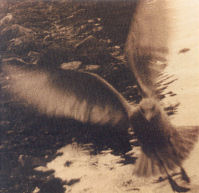 photo Nyree Watts